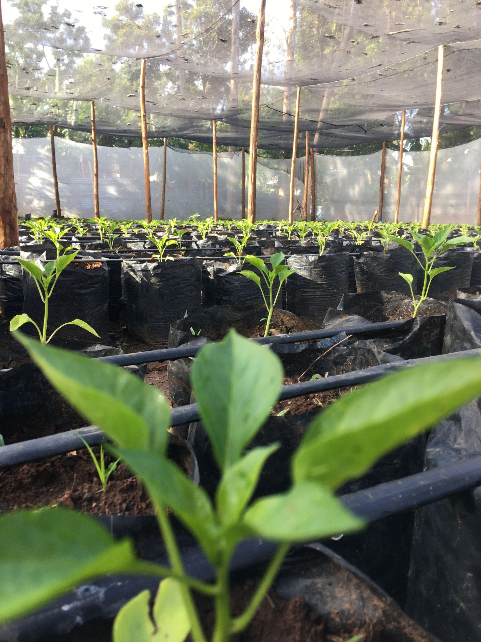 Nourishing Nature, Empowering Communities