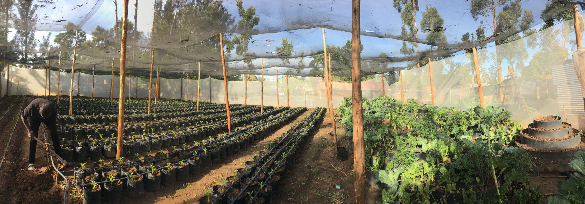 Organic Biostimulant Production