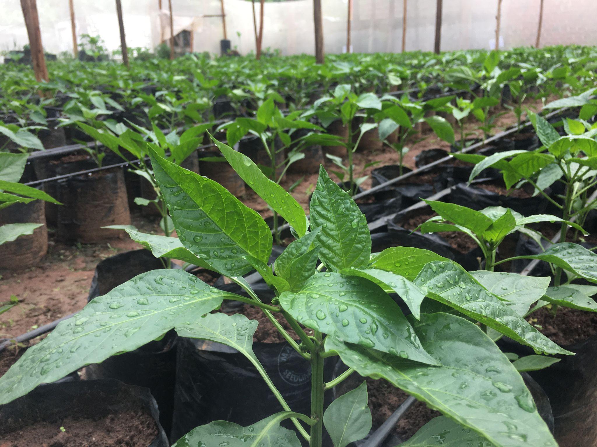 Organic Biostimulants for Sustainable Agriculture